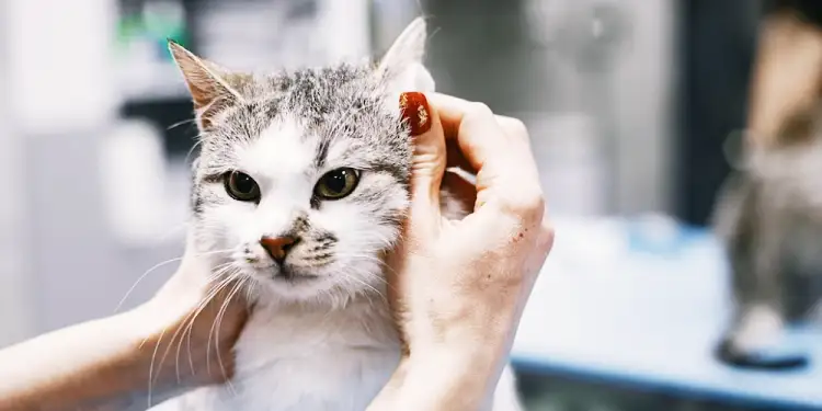 고양이 목욕 주기 씻기는 방법과 목욕 횟수 3