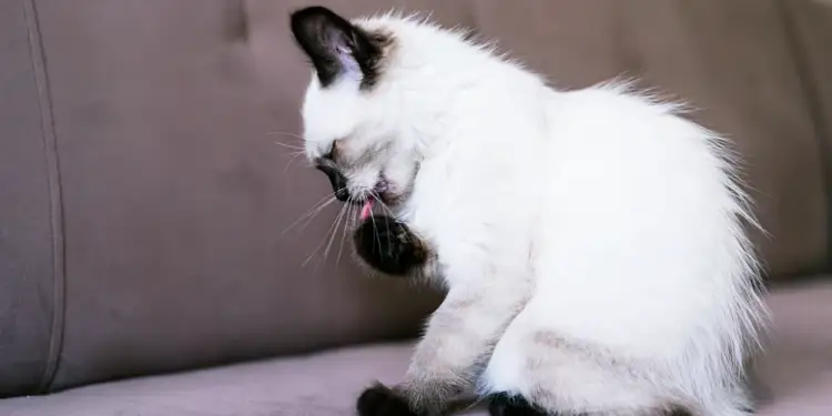고양이 천식 호흡곤란 원인과 증상, 적절한 관리 방법 10 고양이 천식 호흡곤란 원인과 증상, 적절한 관리 방법 9