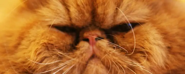 고양이 비만과 당뇨병 증상, 원인, 예방방법 10 고양이 비만과 당뇨병 증상, 원인, 예방방법 9