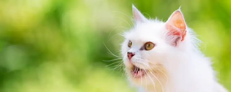 고양이 천식 증상, 원인 및 의심 증상 10 고양이 천식 증상, 원인 및 의심 증상 9