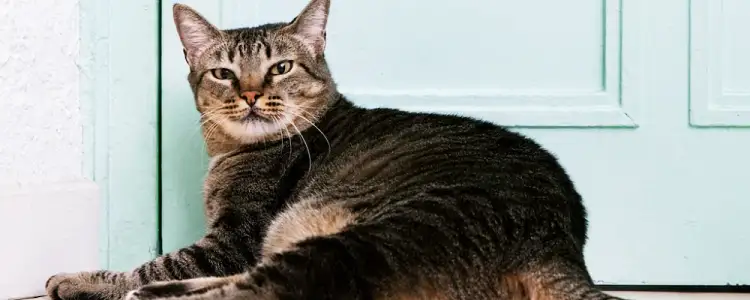 고양이 당뇨와 비만 조기 발견 및 예방 10 고양이 당뇨와 비만 조기 발견 및 예방 9