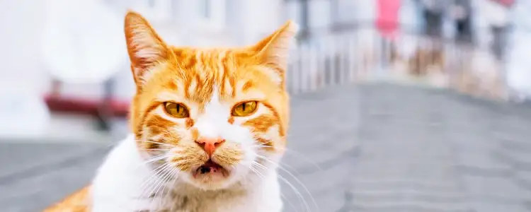 고양이 스트레스 관리, 이해하고 해결하는 방법 8 고양이 스트레스 관리, 이해하고 해결하는 방법 7