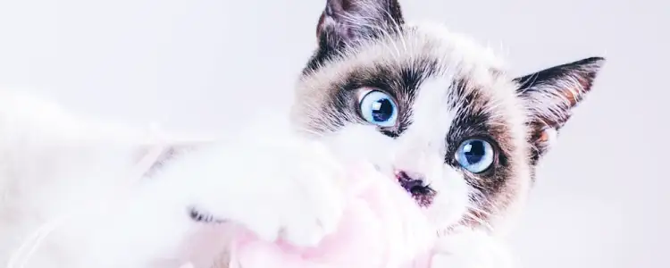 고양이 관절 유지법, 퇴행성 관절염 방지를 위한 관리법 10 고양이 관절 유지법, 퇴행성 관절염 방지를 위한 관리법 9