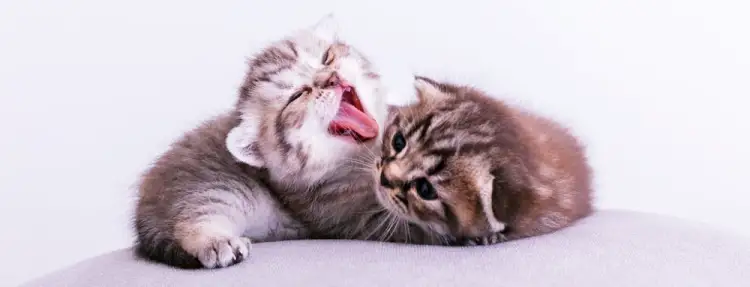 고양이 턱 여드름 발생 원인과 관리 방법 10 고양이 턱 여드름 발생 원인과 관리 방법 9