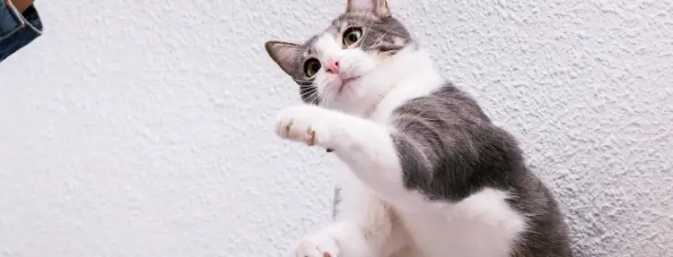 고양이 행동언어, 알기 어려운 그들의 심리를 이해하다! 10 고양이 행동언어, 알기 어려운 그들의 심리를 이해하다! 9