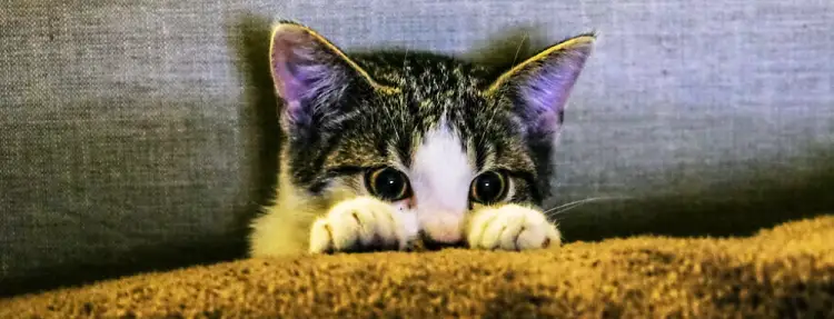 고양이 야간 울음 원인과 해결 방안 8 고양이 야간 울음 원인과 해결 방안 7