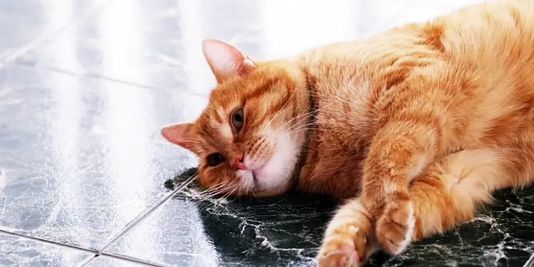 고양이 비만과 당뇨병 증상, 원인, 예방방법 12 고양이 비만과 당뇨병 증상, 원인, 예방방법 11