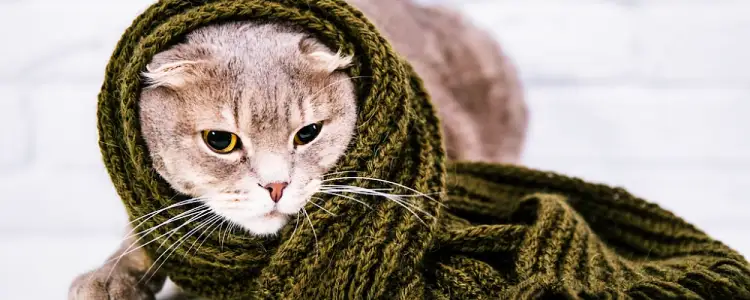 고양이 천식 증상, 원인 및 의심 증상 12 고양이 천식 증상, 원인 및 의심 증상 11