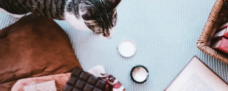 고양이 당뇨와 비만 조기 발견 및 예방 12 고양이 당뇨와 비만 조기 발견 및 예방 11