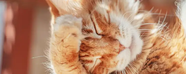 고양이 기생충 예방 및 치료(조충류, 회충, 십이지장충) 12 고양이 기생충 예방 및 치료(조충류, 회충, 십이지장충) 11