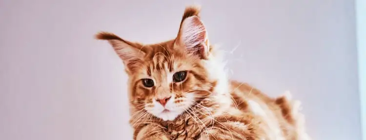 고양이 중이염 귓병의 관리와 치료 10 고양이 중이염 귓병의 관리와 치료 9