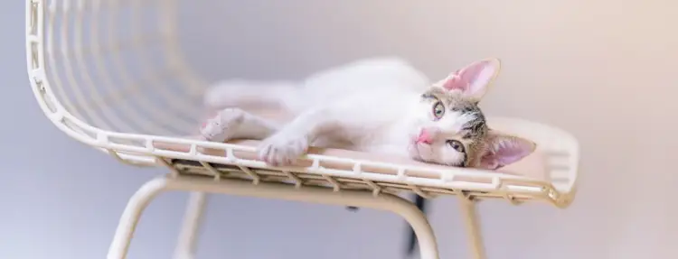 고양이 행동언어, 알기 어려운 그들의 심리를 이해하다! 12 고양이 행동언어, 알기 어려운 그들의 심리를 이해하다! 11