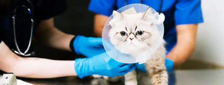 고양이 구내염 원인, 증상, 치료법, 개선방법 12 고양이 구내염 원인, 증상, 치료법, 개선방법 11