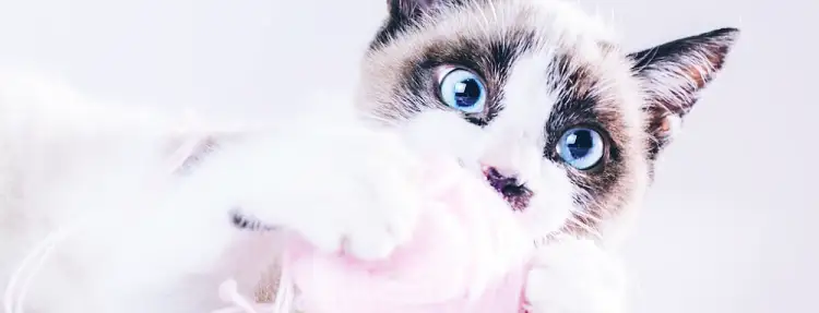 고양이 턱 여드름 발생 원인과 관리 방법 14 고양이 턱 여드름 발생 원인과 관리 방법 13