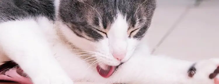 고양이 구내염 원인, 증상, 치료법, 개선방법 14 고양이 구내염 원인, 증상, 치료법, 개선방법 13