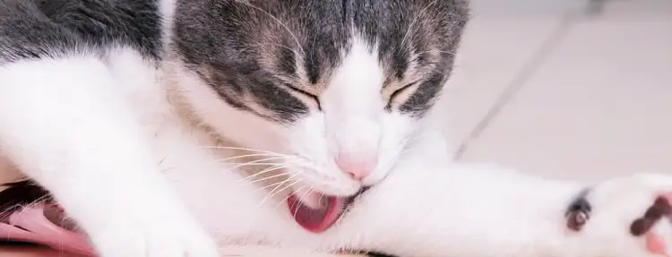 고양이 야간 울음 원인과 해결 방안 12 고양이 야간 울음 원인과 해결 방안 11