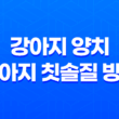 강아지 양치 강아지 칫솔질 방법, 양치질에 익숙해지는 법 23