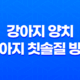 강아지 양치 강아지 칫솔질 방법, 양치질에 익숙해지는 법 23