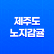 제주도 노지감귤 : 신선한 겨울 간식 구매 후기 및 솔직한 평가 41