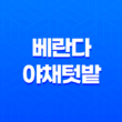 베란다 야채텃밭을 가꾸면서 청경채를 키우는 기쁨! 37