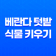 베란다 텃밭 식물 키우기(+ 성공을 위한 필수 팁과 경험 공유) 31