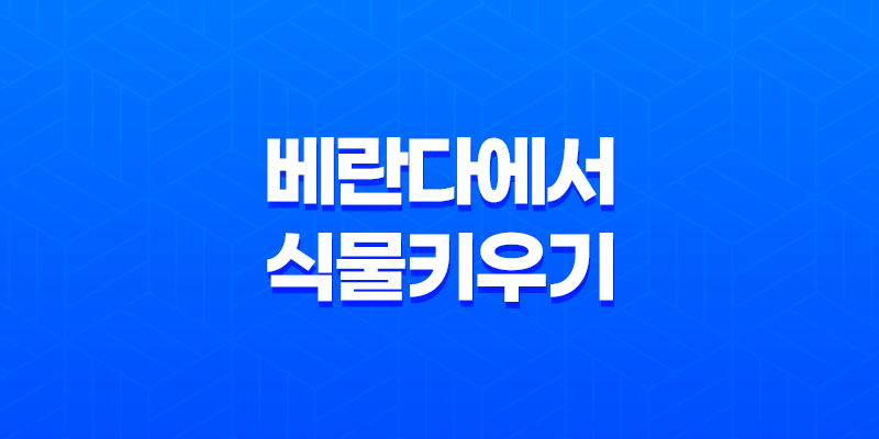베란다에서 식물 키우기(+ 초보자를 위한 오이와 토마토 재배) 8 베란다에서 식물 키우기(+ 초보자를 위한 오이와 토마토 재배) 7