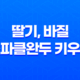 베란다텃밭에서 딸기, 바질, 스파클완두 키우기 19