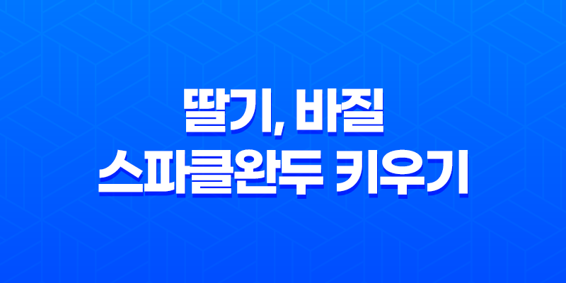 베란다텃밭에서 딸기, 바질, 스파클완두 키우기 8 베란다텃밭에서 딸기, 바질, 스파클완두 키우기 7