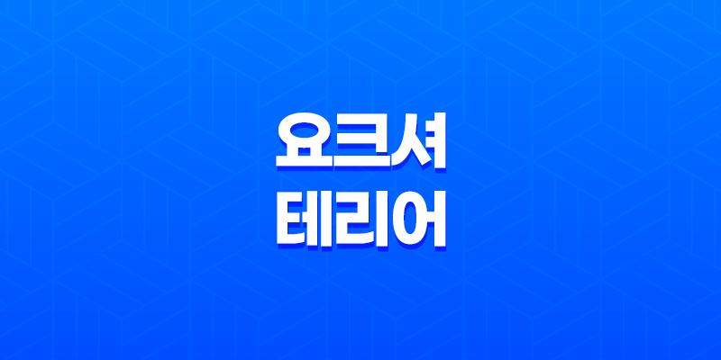 요크셔테리어, 귀여운 외모와 놀라운 성격을 지닌 소형견 8 요크셔테리어, 귀여운 외모와 놀라운 성격을 지닌 소형견 7