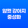 암컷 강아지 중성화 수술시기, 수술 후 관리 27