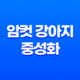 암컷 강아지 중성화 수술시기, 수술 후 관리 27