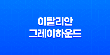 이탈리안 그레이하운드 특징, 성격, 크기, 주의사항 45