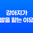 강아지가 주인의 발을 핥는 이유와 훈련 방법 27