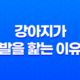 강아지가 주인의 발을 핥는 이유와 훈련 방법 28 강아지가 주인의 발을 핥는 이유와 훈련 방법 27
