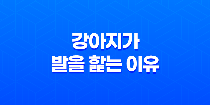 강아지가 주인의 발을 핥는 이유와 훈련 방법 8 강아지가 주인의 발을 핥는 이유와 훈련 방법 7