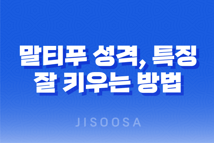 말티푸 성격, 특징, 잘 키우는 방법 15
