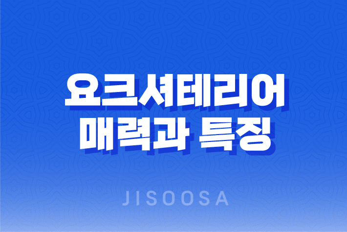 요크셔테리어, 귀여운 외모와 놀라운 성격을 지닌 소형견 1