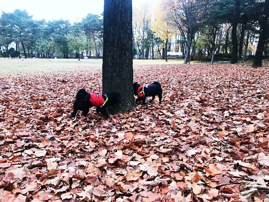 강아지 키우기, 주의사항과 유용한 정보 7