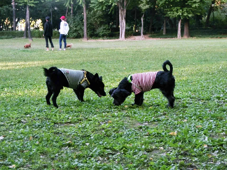 강아지 키우기, 주의사항과 유용한 정보 13