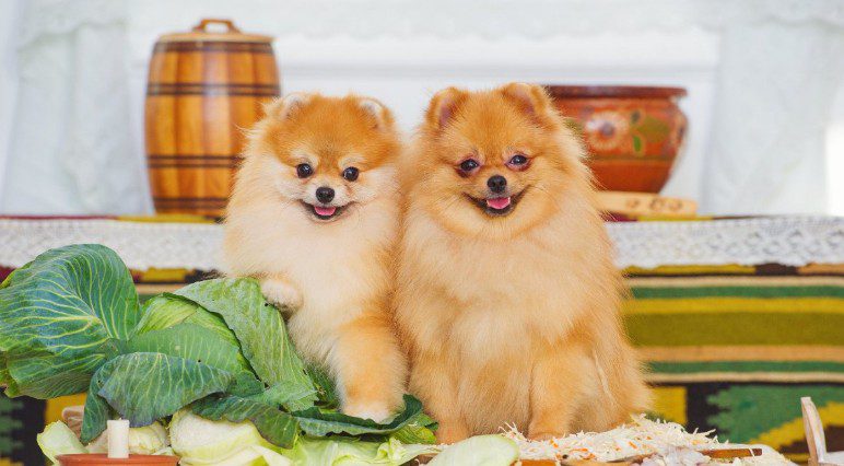 강아지 양배추 생양배추 효능과 급여 방법, 주의점 6 강아지 양배추 생양배추 효능과 급여 방법, 주의점 5
