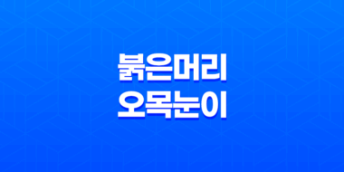 뱁새 : 세상에서 가장 귀여운 참새의 비밀 41