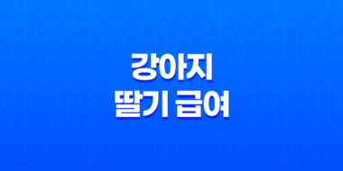 강아지 딸기 급여 방법과 주의사항 31