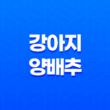 강아지 양배추 생양배추 효능과 급여 방법, 주의점 27