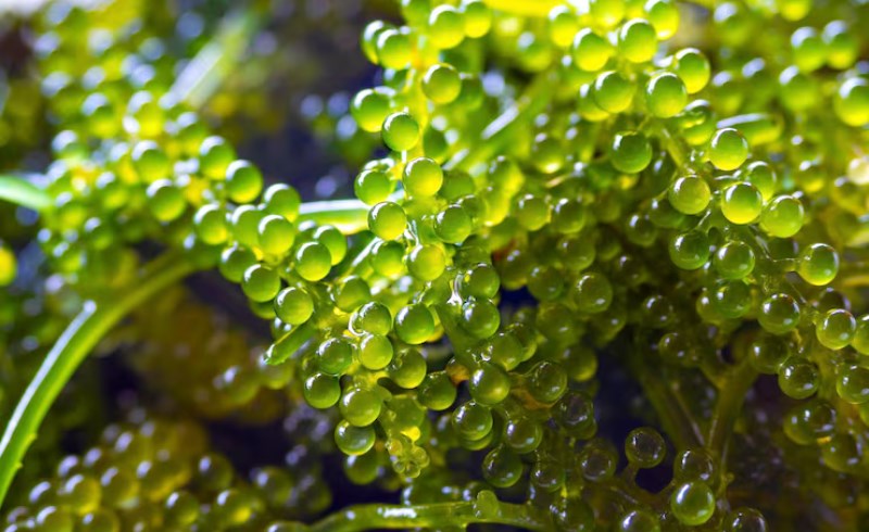 클로렐라의 특징