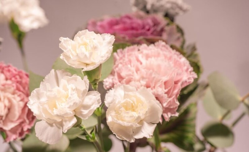 작약과 작약꽃 효능