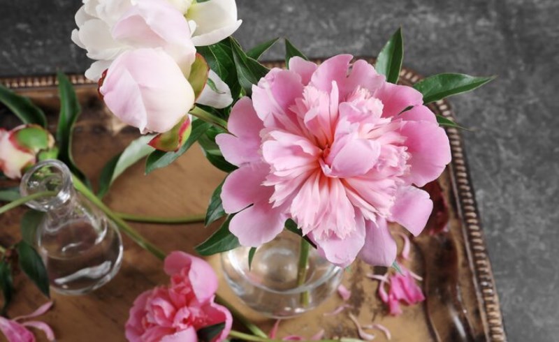 작약 활용 분야: 백작약과 민간 요법의 만남