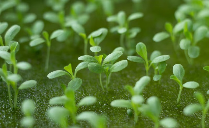 새싹보리의 효능과 먹는 법 - 건강을 위한 5가지 이유 9 새싹보리 섭취법과 주의사항
