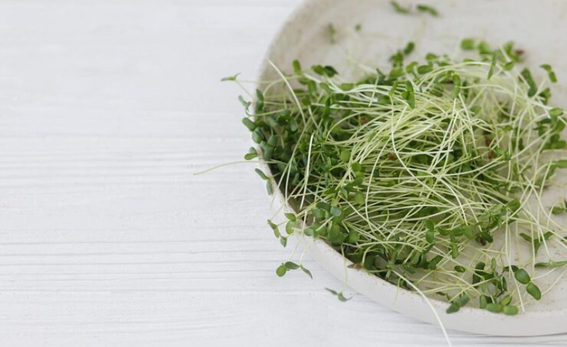 새싹보리의 효능과 먹는 법 - 건강을 위한 5가지 이유 8 새싹보리의 주요 효능