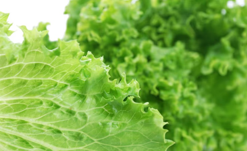양상추의 효능과 부작용 11가지