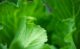 양상추 잎